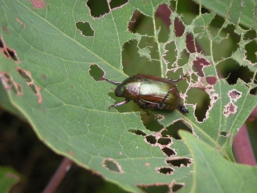 ヒメコガネ成虫