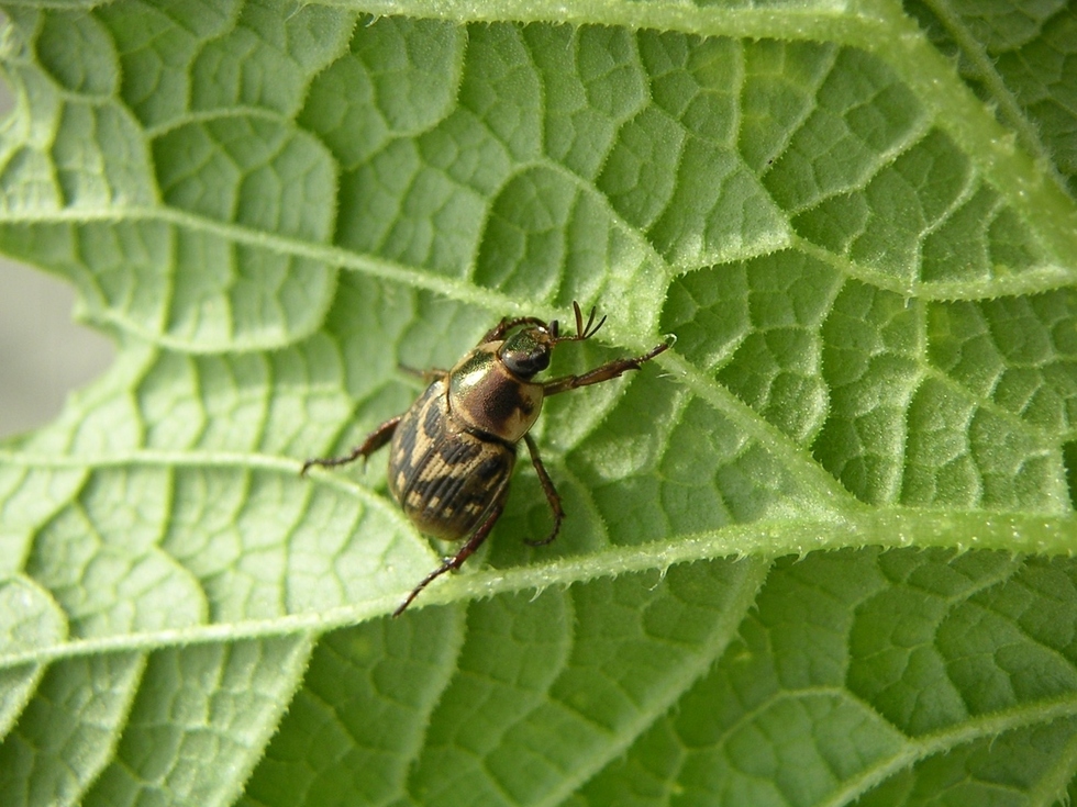 セマダラコガネ成虫