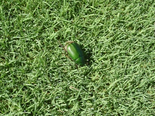 ドウガネブイブイ 東洋グリーン株式会社