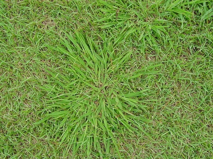 シマスズメノヒエ 害虫・雑草・病害一覧 TG芝生ニュース 東洋グリーン株式会社