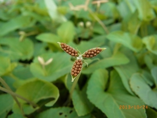 スミレ | 東洋グリーン株式会社