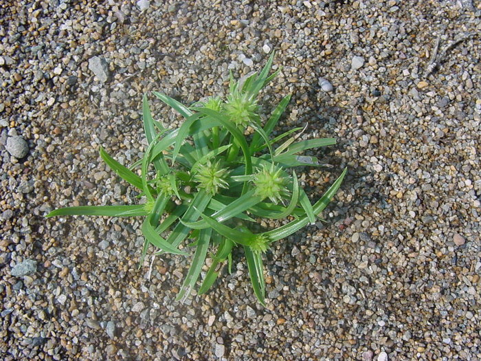 ヒメクグ 害虫・雑草・病害一覧 TG芝生ニュース 東洋グリーン株式会社