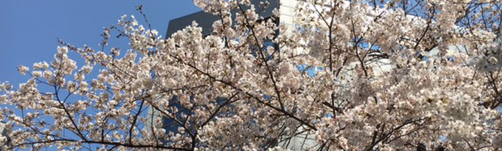 弊社前、緑道の桜