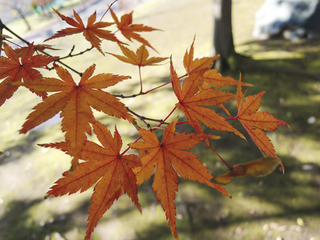 芝と紅葉 東洋グリーン株式会社